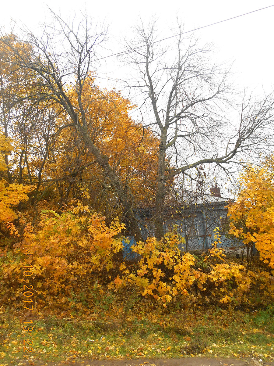 Вяз Дерево Фото Листьев Осенью
