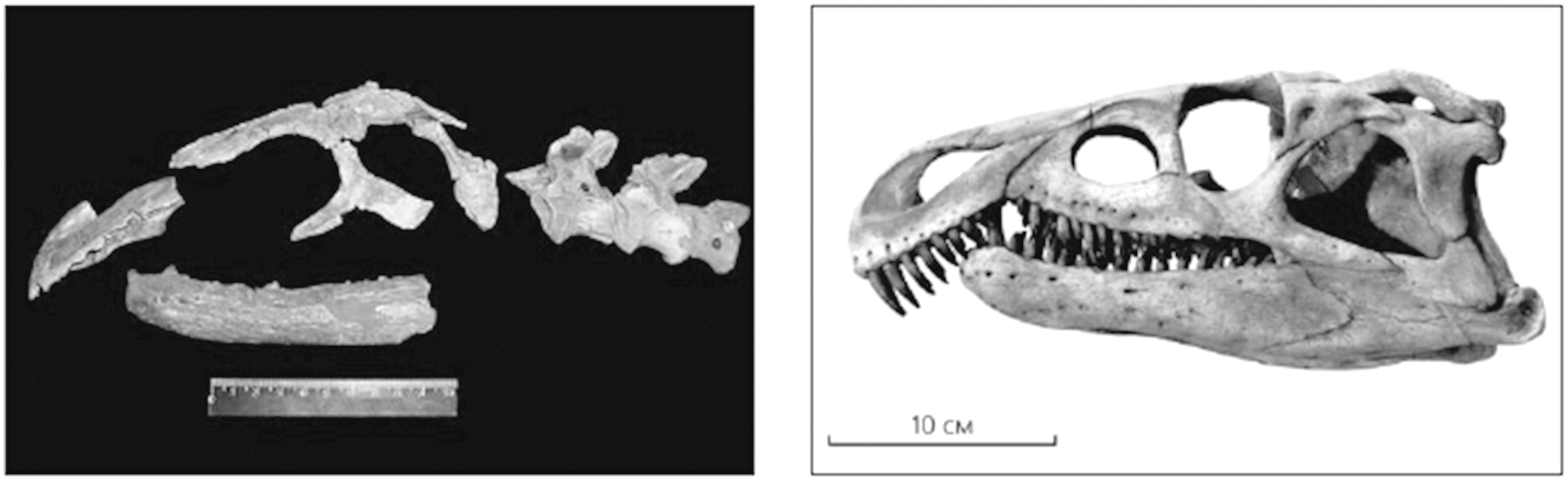 На рисунке изображен череп и реконструкция. Archosaurus rossicus. Архозавр Россикус череп. Череп архозаара анатомия.